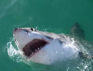 Това е единственият океански хищник, който е заплаха за голямата бяла акула