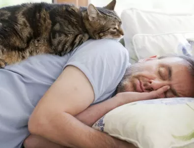 Защо котката ви спи във вас – ето какво иска