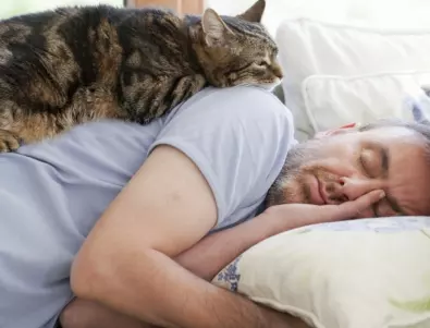 5 причини, поради които котките предпочитат да спят до стопаните си