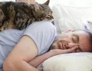 Възможно ли е да спите с котката и как домашните любимци влияят на човешкия сън?