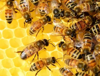 Какво би се случило, ако всички пчели умрат?