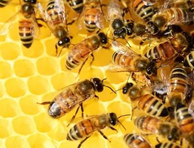 Масов мор на пчели във врачанско село