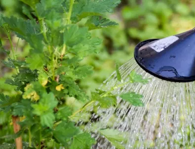 Кой да предположи, че сапунената вода може да спаси градината от тези ВРЕДИТЕЛИ 