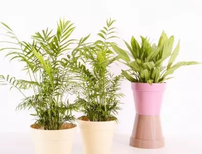 Сложете тези растения в дома си за много здраве и по-добър сън