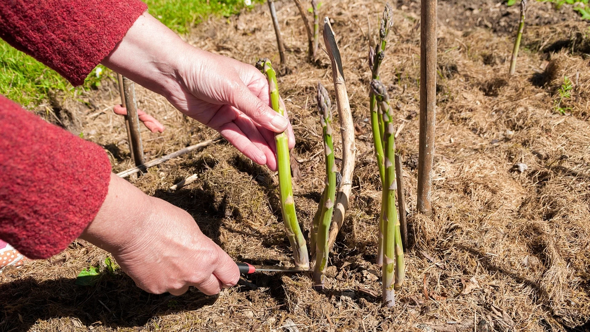 Увеличете реколтата от градината си с този лесен метод