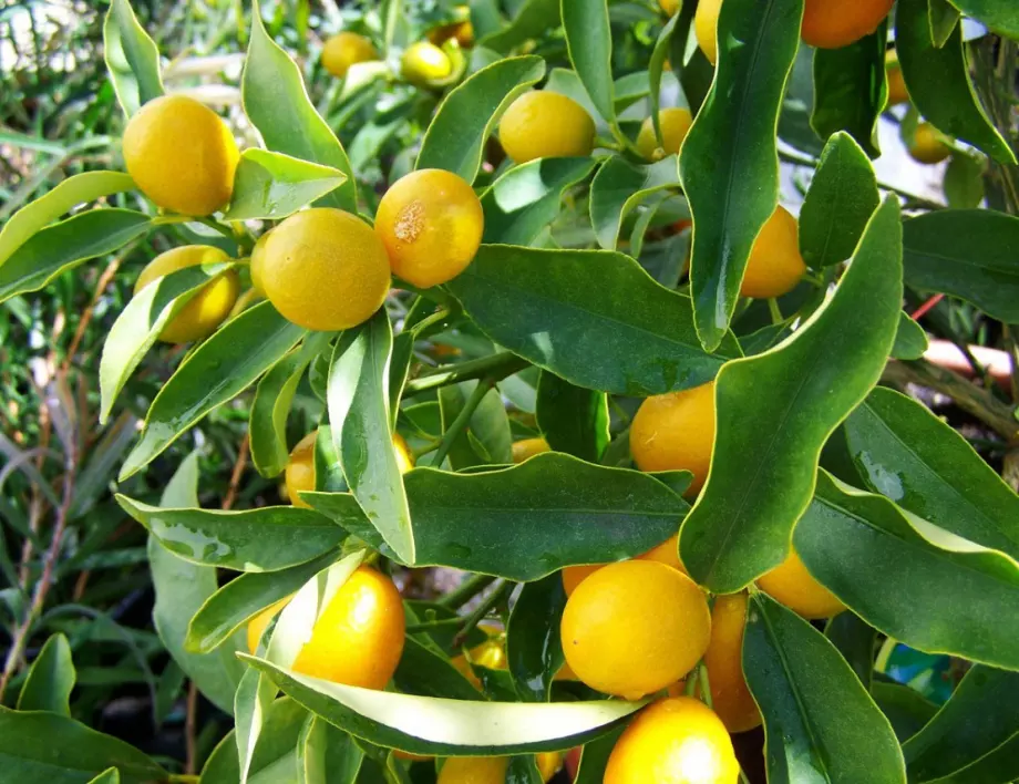 Как да накараме лимоново дърво да даде плод?