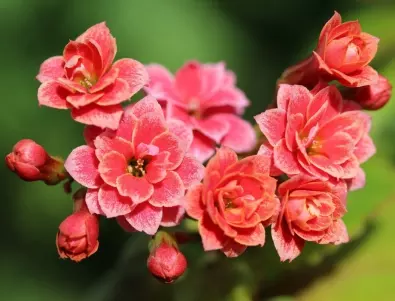 Екзотичното цвете Каланхое: Задължително правете това, ако искате да расте с изящни цветове