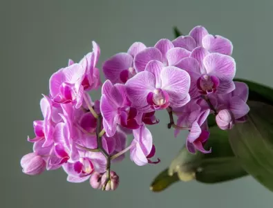 Лесни за отглеждане орхидеи