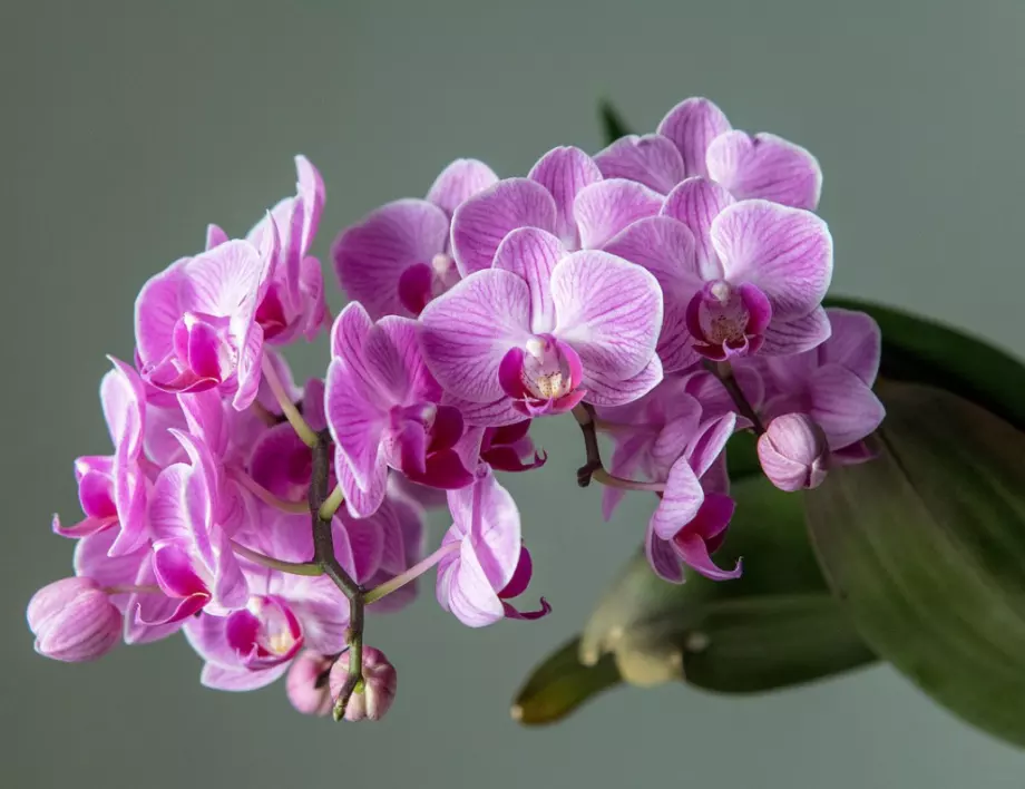 10 правила, с които орхидеята цъфти като полудяла целогодишно