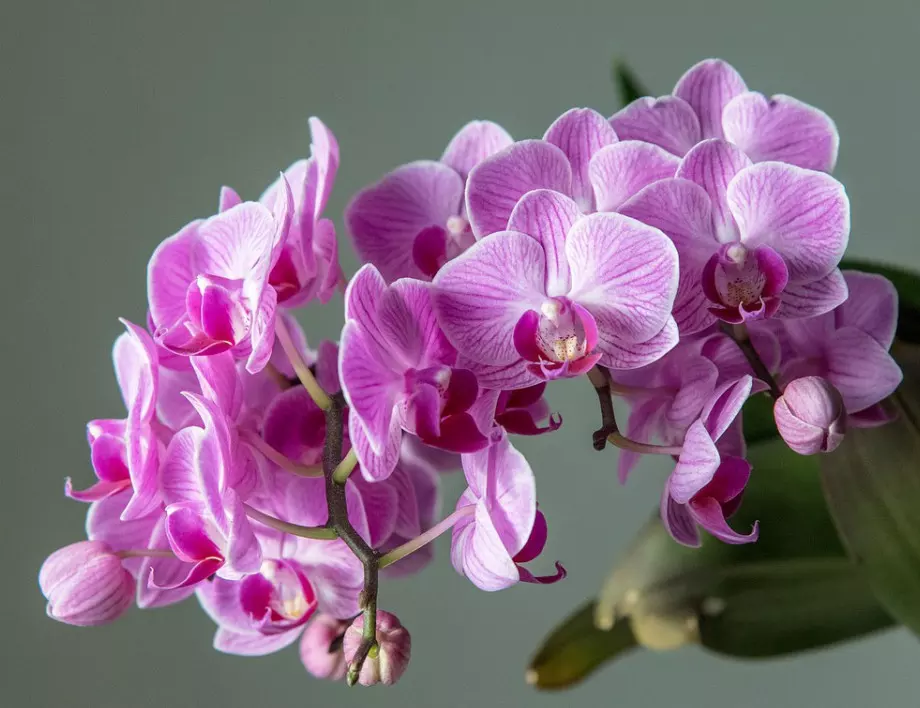 Защо орхидеята не цъфти у дома? 5 основни причини