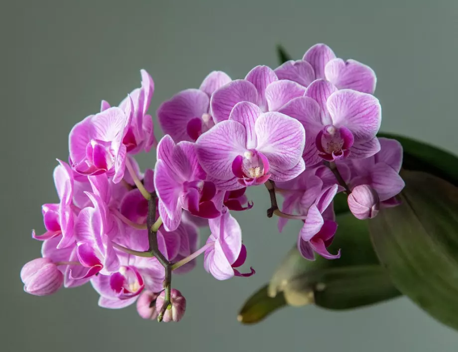 Подрязване на орхидеята и грижа за корените за буен цъфтеж