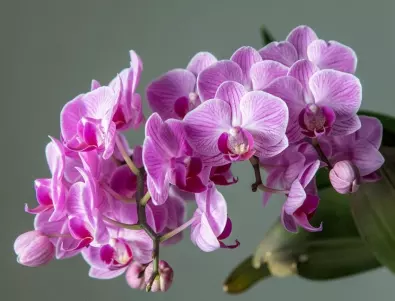 Правилната светлина за орхидеите, за да цъфтят като ЛУДИ