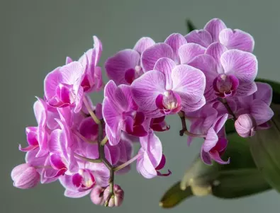 Подхранване на орхидея с мляко за красив цъфтеж