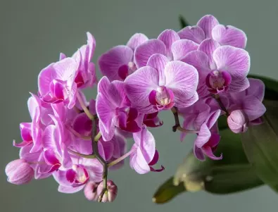 Орхидеята спира да цъфти, когато правите ТОВА
