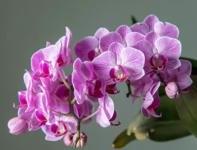 Знаете ли защо се слага аспирин на орхидеите?
