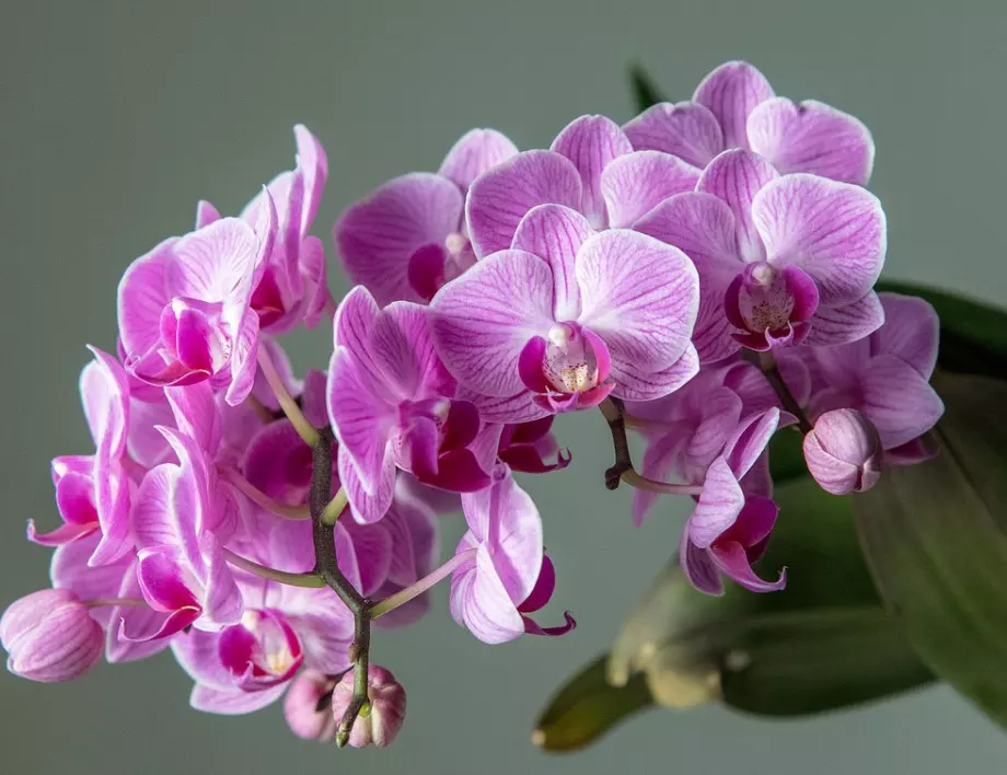 Орхидеята ще цъфти цяла зима, ако направите това