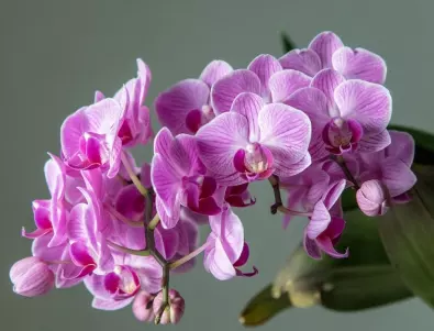 Защо се цепят листата на орхидеята през зимата?