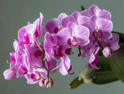 Проблеми при отглеждане на орхидеята: Какво ги причинява?