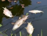 Мъртва риба в река Мочурица в Ямболско 