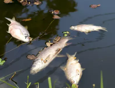 Умряла риба в Смолянско, фирмата-замърсител е установена