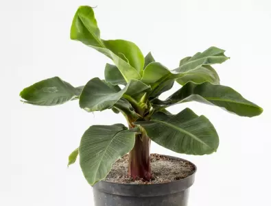 6 популярни съвета, които всъщност убиват вашите стайни растения