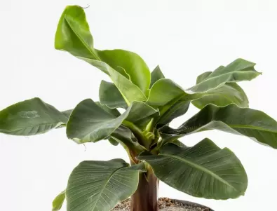 Как да защитите банановите растения през зимата?