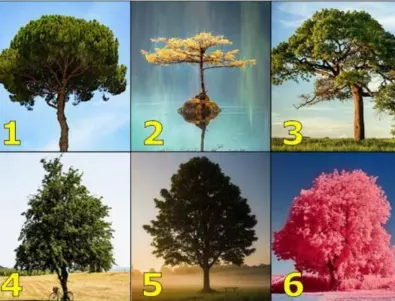 Изберете едно от 6-те дървета и научете нещо НОВО за себе си