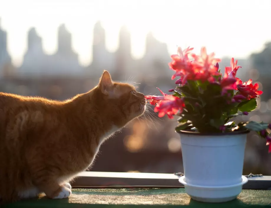 4 лесни начина да спасим стайните цветя от котката
