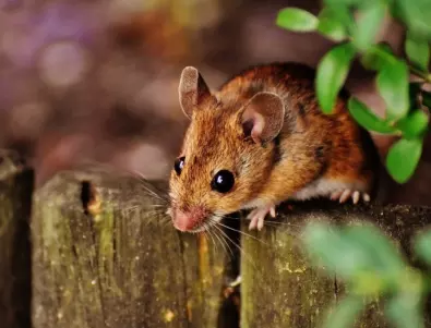 3 начина да предпазите дома си от нашествие на мишки