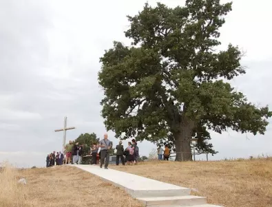 Последна седмица за подкрепа на Дядо-Кольовото дърво в европейския конкурс за любими дървета