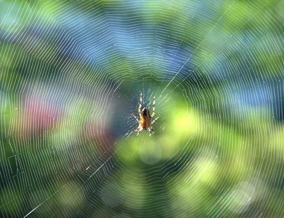 Да видите паяк: За какво предупреждава поличбата