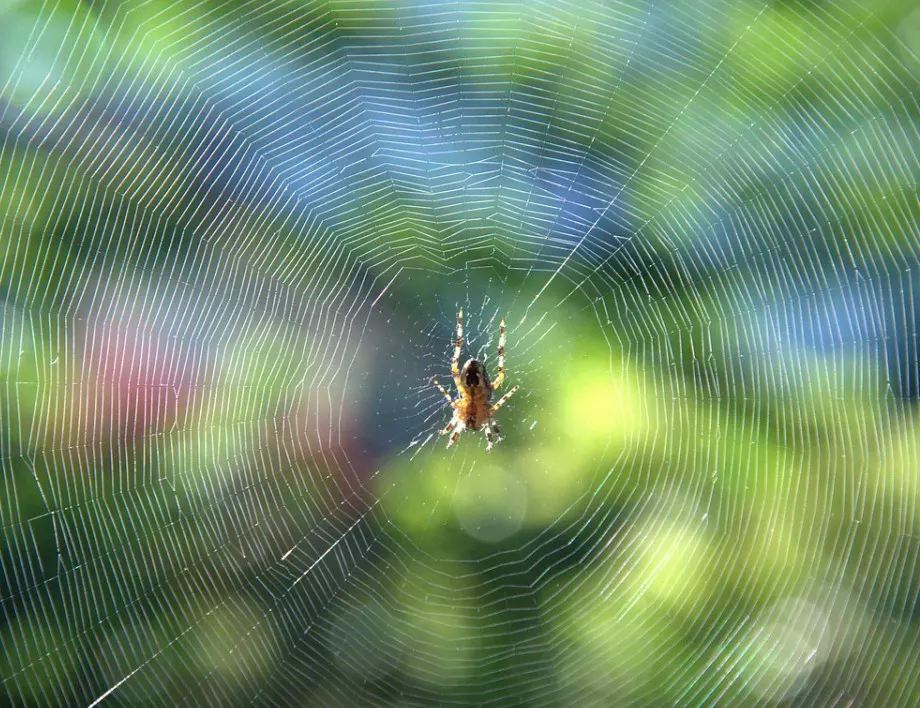 Искате да изгоните паяците от дома - ето как да го направите
