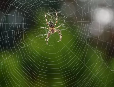 Ето как да държите паяците ВЪН от къщата си