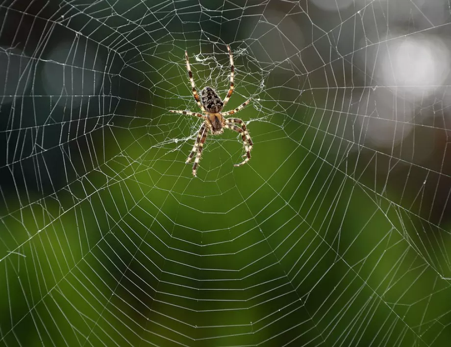 Как да изгоним паяците от дома си