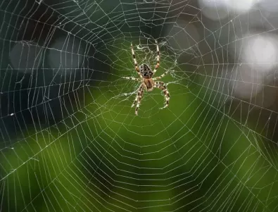 Колко са големи най-големите паяци в България?