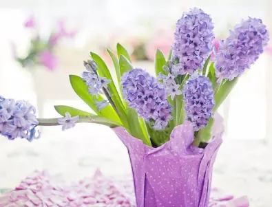 Как да си отгледате красиви цветя у дома още преди пролетта?