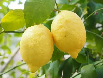 Интересни факти за лимоните