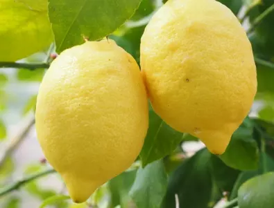 За кои хора вредата от лимоните наистина е голяма?