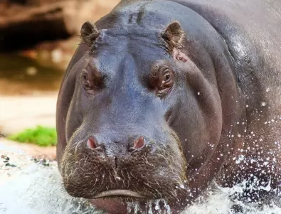 Колумбия кастрира хипопотами заради Пабло Ескобар