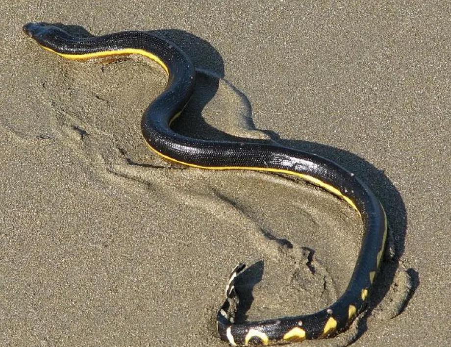 Коя е най-отровната змия в света?