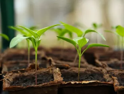 Опитен градинар сподели 6 – те най-важни правила за отглеждане на здрав разсад 