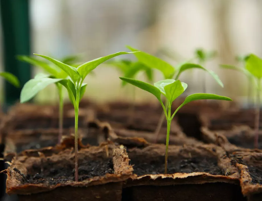 Опитен градинар сподели 6 – те най-важни правила за отглеждане на здрав разсад 