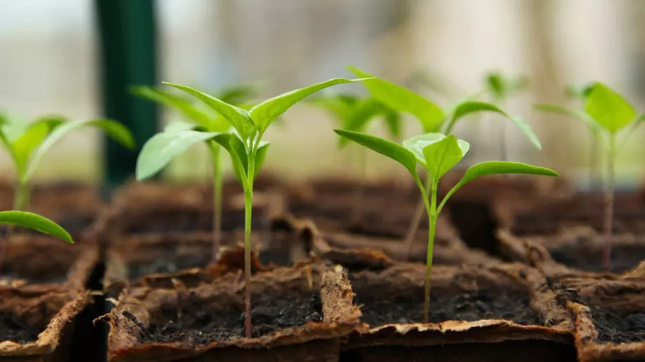 Сложете това до саксията, за да укрепите домашния си разсад