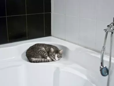Как да къпете котката си, БЕЗ да бъдете издрани?