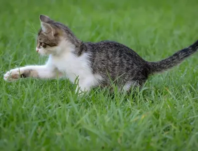Защо котката ви яде трева и дали е добро или лошо за вашето коте?