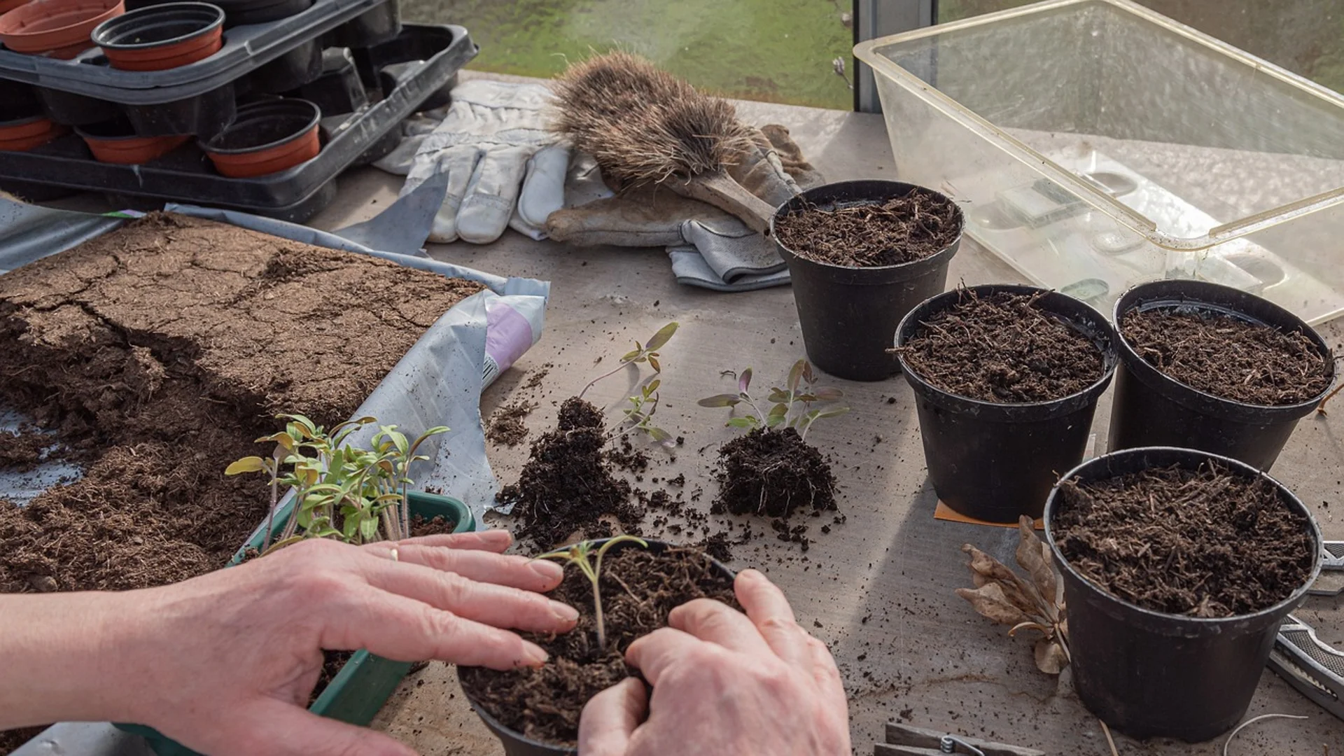 Доматен разсад - ето какво да направите с него преди да го засадите в градината