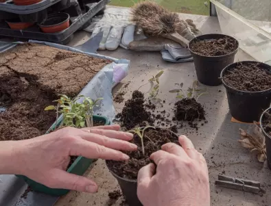 Доматен разсад - ето какво да направите с него преди да го засадите в градината