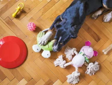 НЕ давайте тази играчка на кучето си – може да е опасна