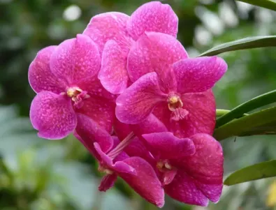 Как да си отгледаме орхидеята кралица Ванда!