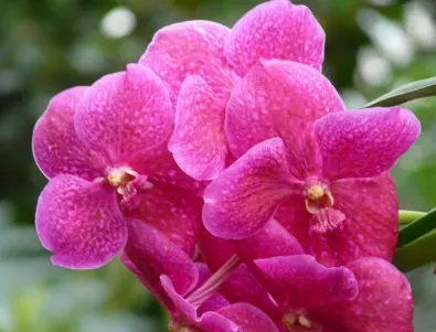 Какво накара домакините да поставят кубче ЛЕД в саксията при орхидеята? Отговорът ще ви ИЗНЕНАДА!